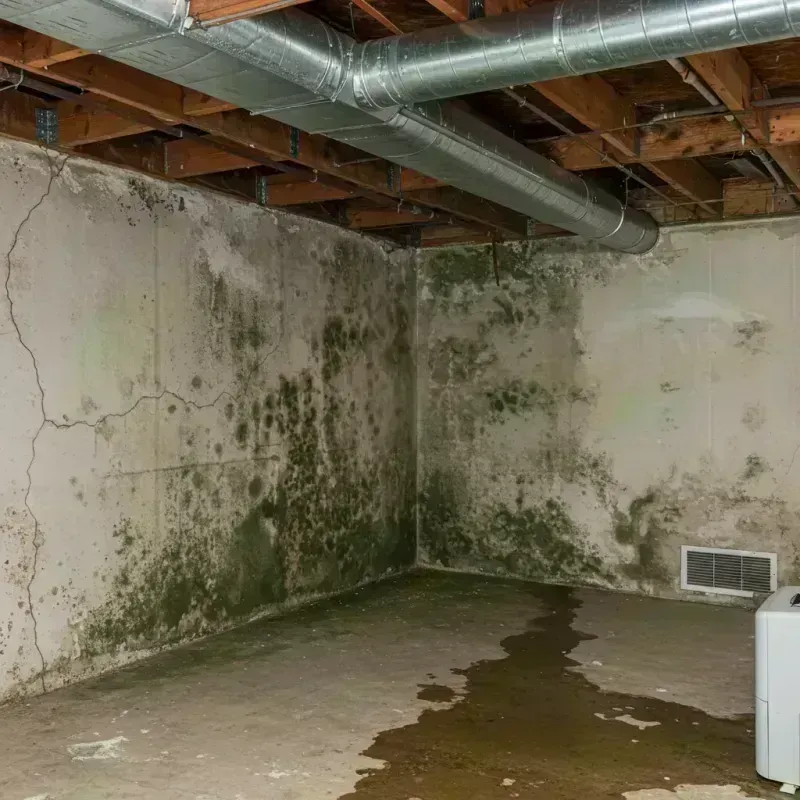 Professional Mold Removal in Crowell, TX